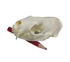 Fgrid taxidermy real for sale  Delivered anywhere in USA 