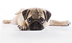 Pug puppy edible for sale  Delivered anywhere in USA 