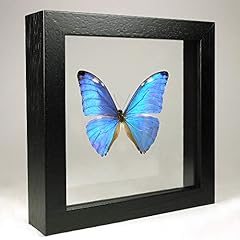 Morpho zephyritis zephyritis d'occasion  Livré partout en France