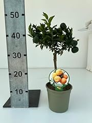 Chinotto mini albero usato  Spedito ovunque in Italia 