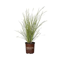 Platinum beauty lomandra for sale  Delivered anywhere in USA 