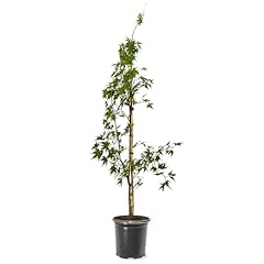 Generic japanese sango for sale  Delivered anywhere in USA 