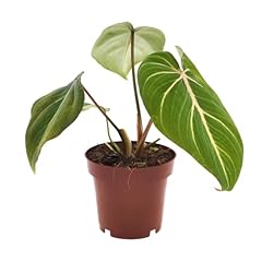 Philodendron selloum atom gebraucht kaufen  Wird an jeden Ort in Deutschland