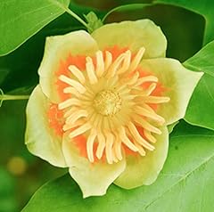 Liriodendron tulipifera tulip for sale  Delivered anywhere in USA 