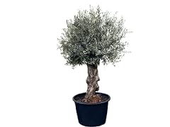 OLEA EUROPEA - Albero d'oliva resistente per l'inverno, Bonsai, 250 cm, lunghezza 60 - 80 cm usato  Spedito ovunque in Italia 