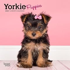 Yorkshire terrier puppies for sale  Delivered anywhere in USA 