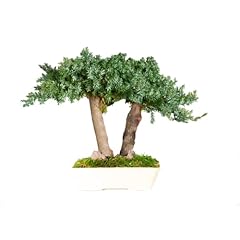 Bonsai ginepro stabilizzato usato  Spedito ovunque in Italia 