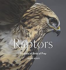 Raptors portraits birds for sale  Delivered anywhere in USA 