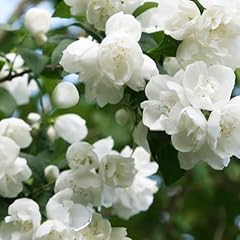 Philadelphus virginal duftende gebraucht kaufen  Wird an jeden Ort in Deutschland