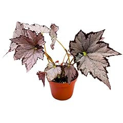 Harmony foliage begonia for sale  Delivered anywhere in USA 