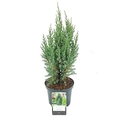Ginepro cinese juniperus usato  Spedito ovunque in Italia 
