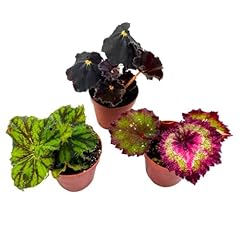 Bubbleblooms begonia rex for sale  Delivered anywhere in USA 