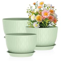 Meowell large flower for sale  Delivered anywhere in USA 