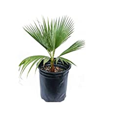 Palma"Washingtonia filifera" Palma Californiana in vaso ø9 cm usato  Spedito ovunque in Italia 