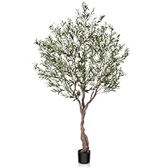 Lomanto olive trees for sale  Delivered anywhere in USA 