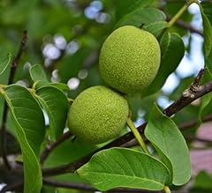 Black walnut tree for sale  Delivered anywhere in USA 