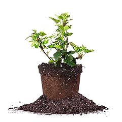 Perfect plants primeark for sale  Delivered anywhere in USA 