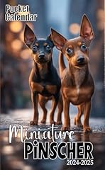 Miniature pinscher pocket for sale  Delivered anywhere in UK