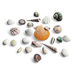 Parence. mélange coquillages d'occasion  Livré partout en France