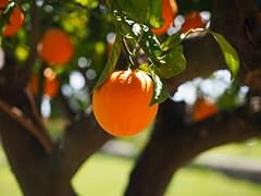 Pianta arancio tarocco usato  Spedito ovunque in Italia 