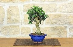 Bonsai olivastro usato  Spedito ovunque in Italia 