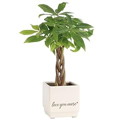 Costa farms money for sale  Delivered anywhere in USA 