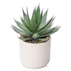 Briful succulents plants for sale  Delivered anywhere in USA 