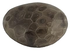 Petoskey stone rock for sale  Delivered anywhere in USA 