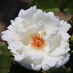 Garden rose starlight for sale  Delivered anywhere in UK