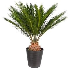 Japanischer palmfarn cycas gebraucht kaufen  Wird an jeden Ort in Deutschland