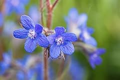 Anchusa azurea große gebraucht kaufen  Wird an jeden Ort in Deutschland