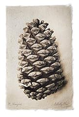 Loblolly pine for sale  Delivered anywhere in USA 