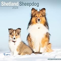 Shetland sheepdog calendar for sale  Delivered anywhere in UK