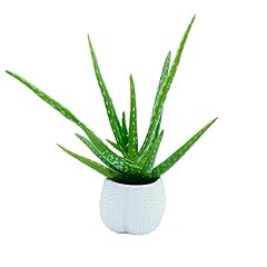 Aloe vera plant for sale  Delivered anywhere in USA 