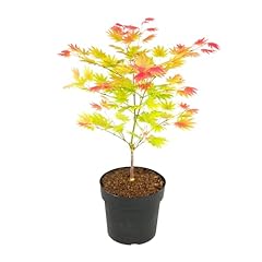 Plant box acer gebraucht kaufen  Wird an jeden Ort in Deutschland