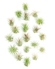 Shop succulents ionantha for sale  Delivered anywhere in USA 