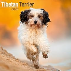 Tibetan terrier 2026 for sale  Delivered anywhere in UK