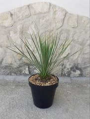 Yucca rostrata vaso usato  Spedito ovunque in Italia 