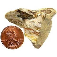 Petrified wood bulk for sale  Delivered anywhere in USA 