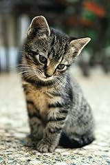 Cute kitten notebook for sale  Delivered anywhere in UK