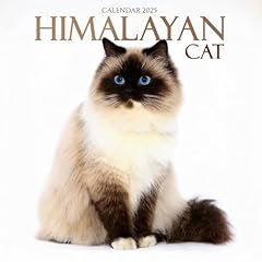 Himalayan cat calendar for sale  Delivered anywhere in USA 