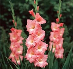 Gladioli rosesupreme pink for sale  Delivered anywhere in UK