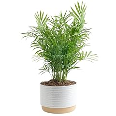 Costa farms parlor for sale  Delivered anywhere in USA 