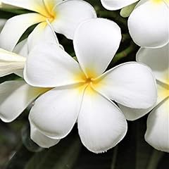 Mixed hawaiian plumeria for sale  Delivered anywhere in USA 