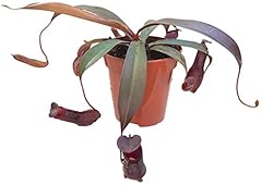 Nepenthes rebecca soper gebraucht kaufen  Wird an jeden Ort in Deutschland