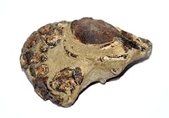 Meyerella magna crab for sale  Delivered anywhere in USA 