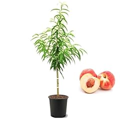 American plant peach for sale  Delivered anywhere in USA 