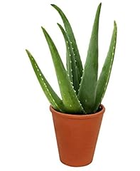 Aloe vera house for sale  Delivered anywhere in UK