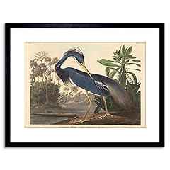Painting bird audubon for sale  Delivered anywhere in USA 