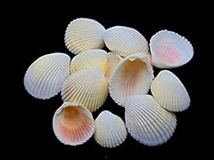 Elitekoopers large white for sale  Delivered anywhere in UK